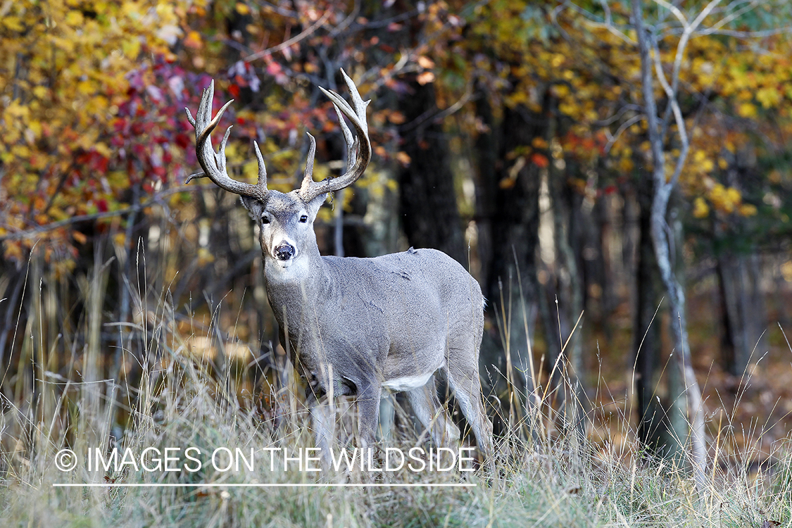 White-tailed buck in habitat. 