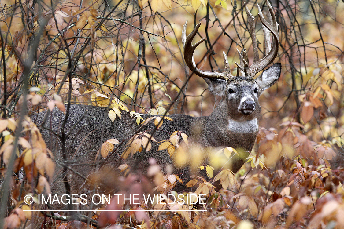 White-tailed buck in habitat.  