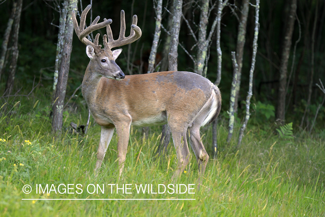 White-tailed buck in velvet.