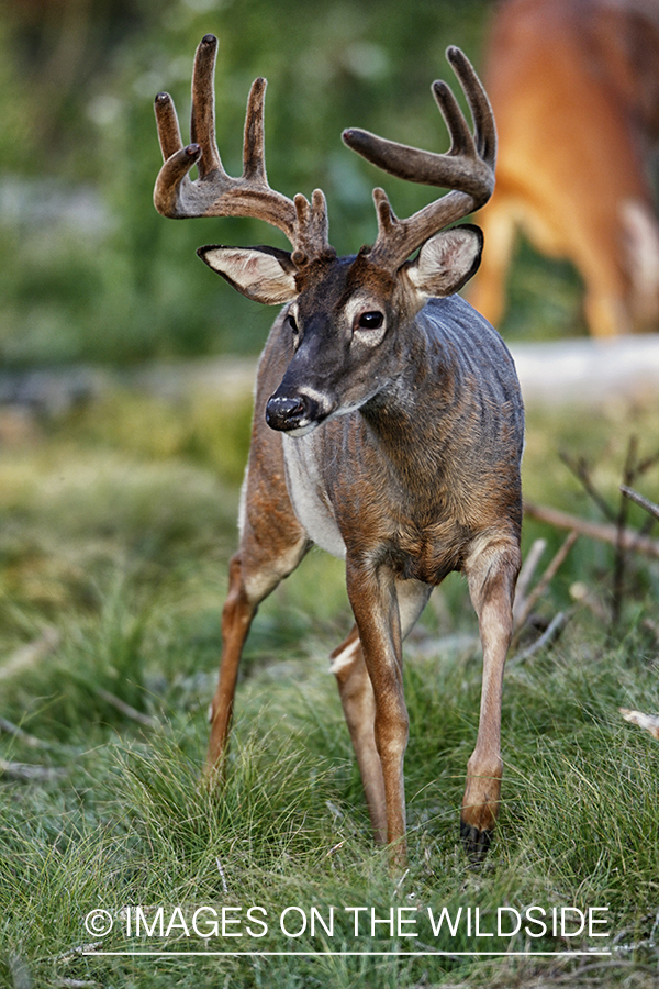 White-tailed buck in habitat.