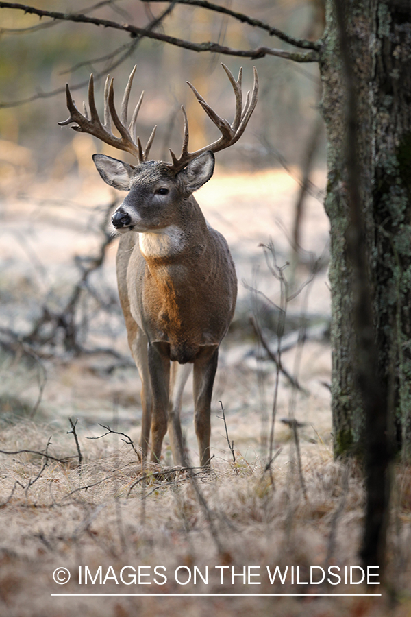 White-tailed buck in habitat.