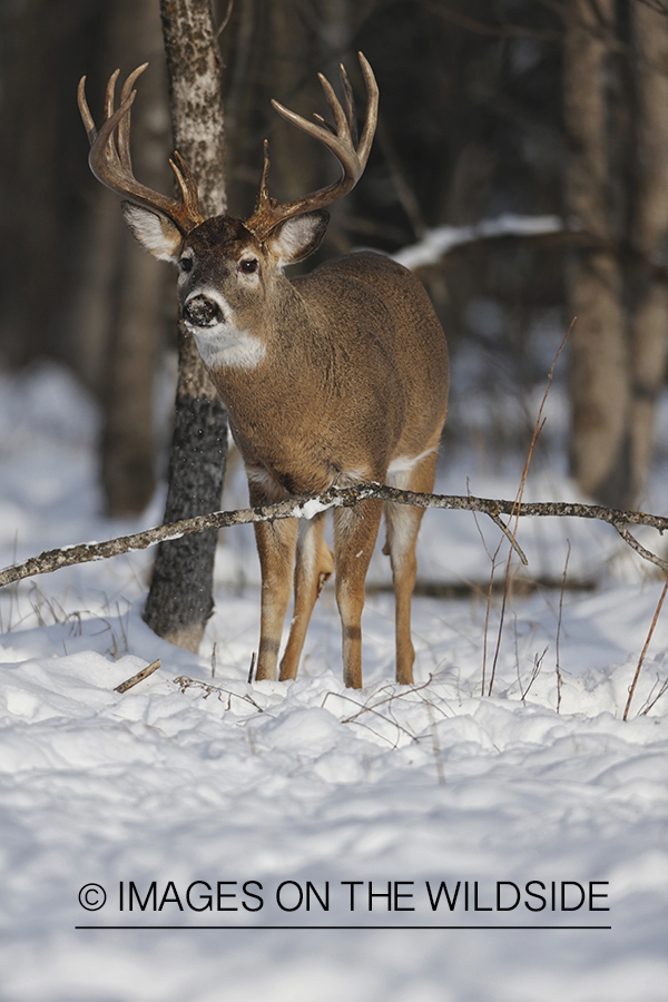 White-tailed buck in winter habitat.