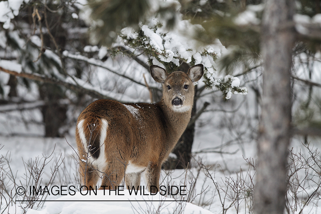 White-tailed fawn in habitat.