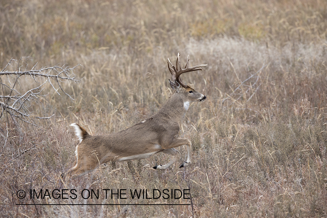 White-tailed buck running in habitat.