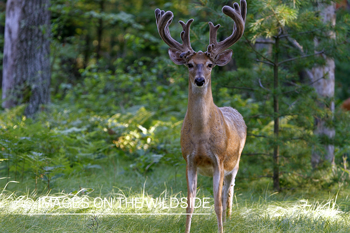 White-tailed buck in habitat.