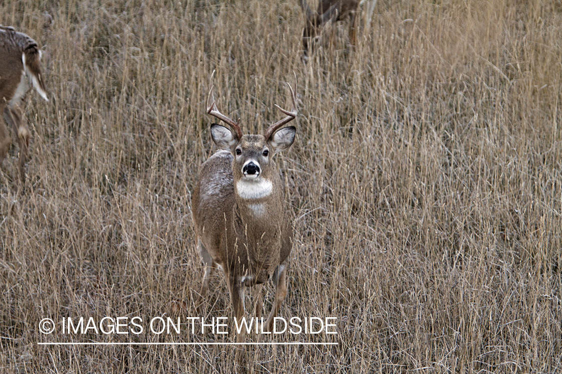 View of White-tailed buck in habitat from tree stand.