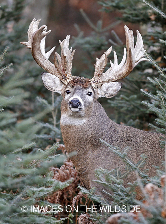 White-tailed buck in habitat.