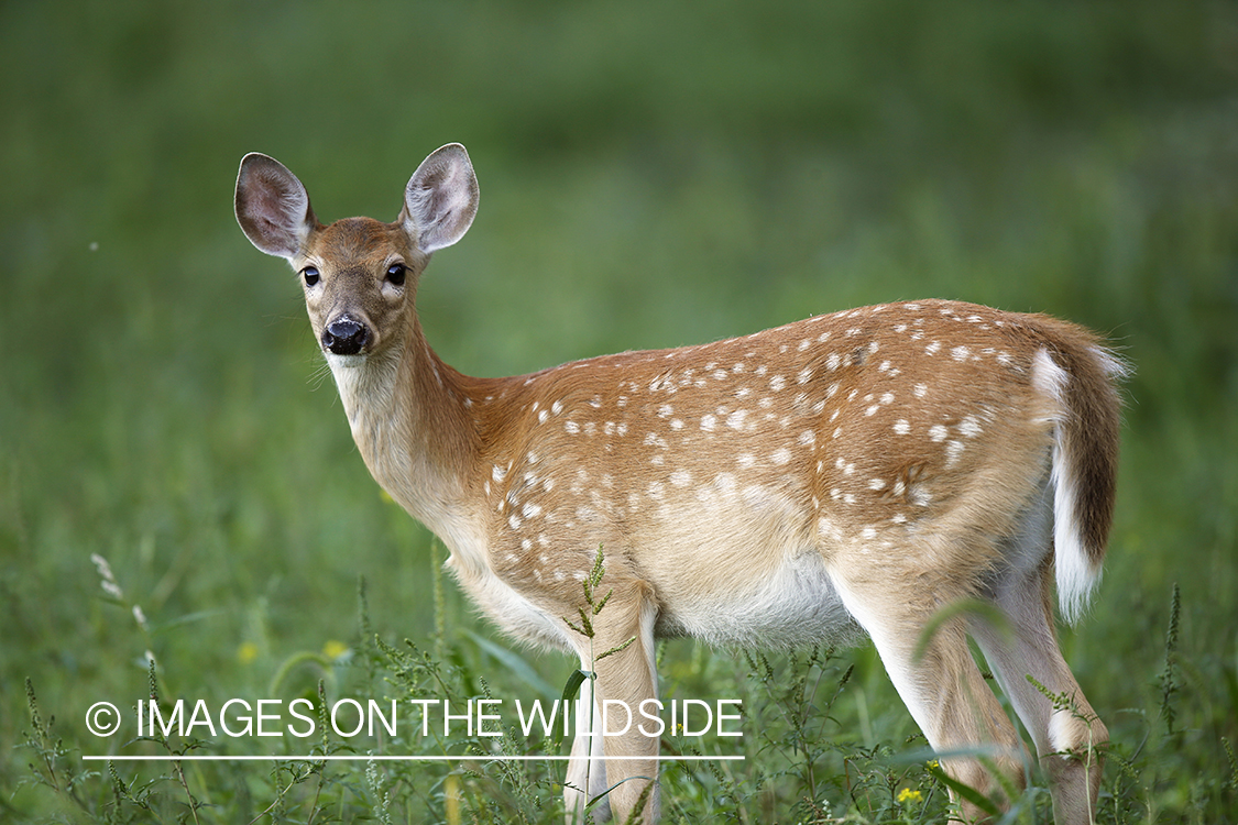 White-tailed fawn in habitat.