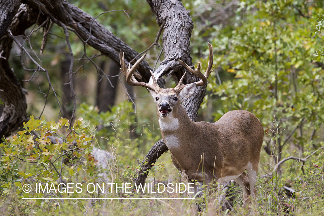 White-tailed buck bugling during the rut.