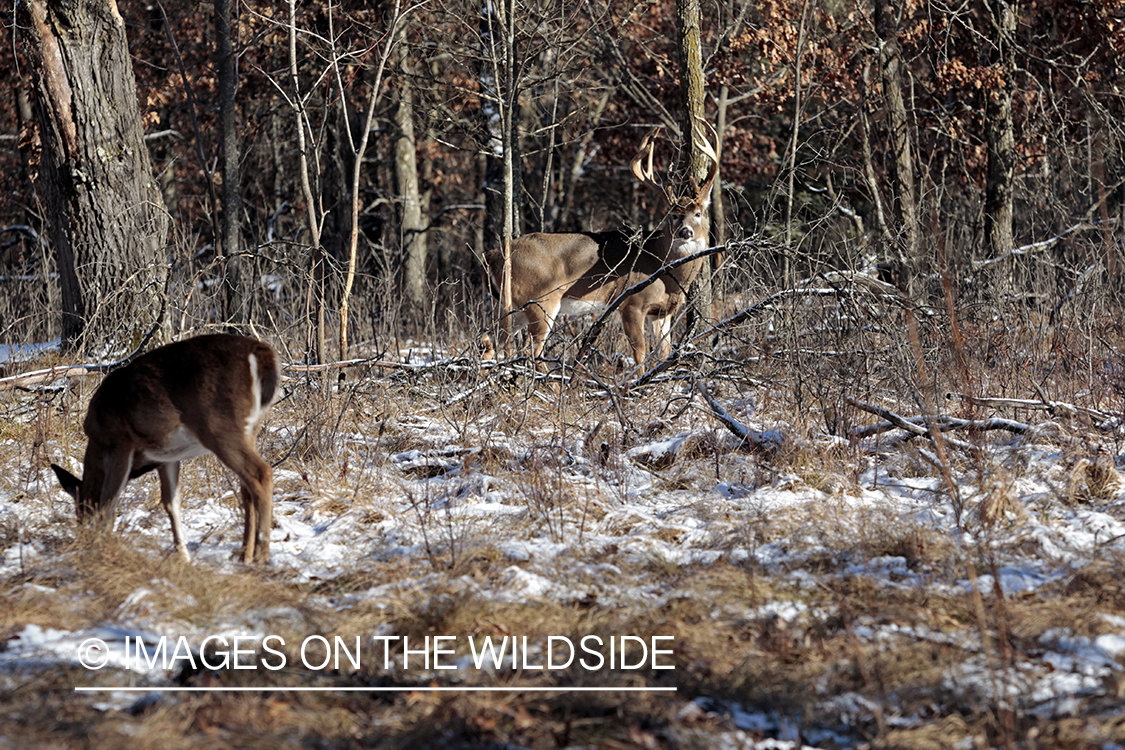 White-tailed buck approaching doe in the rut. 