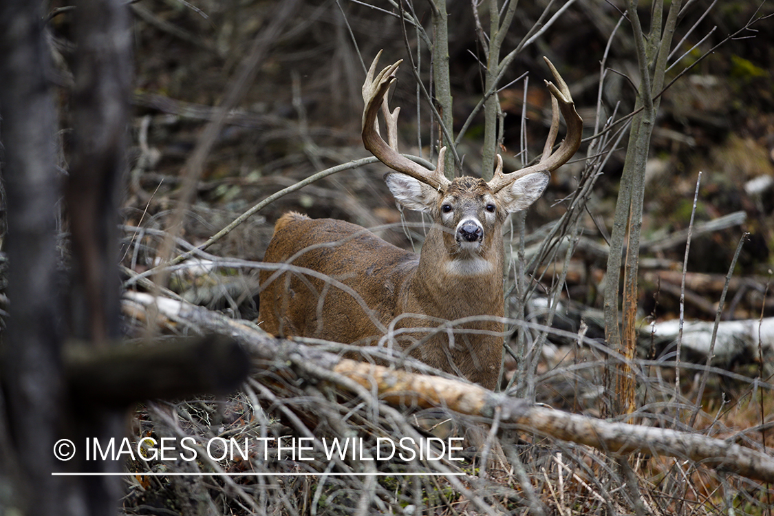 White-tailed buck with scrape in habitat.