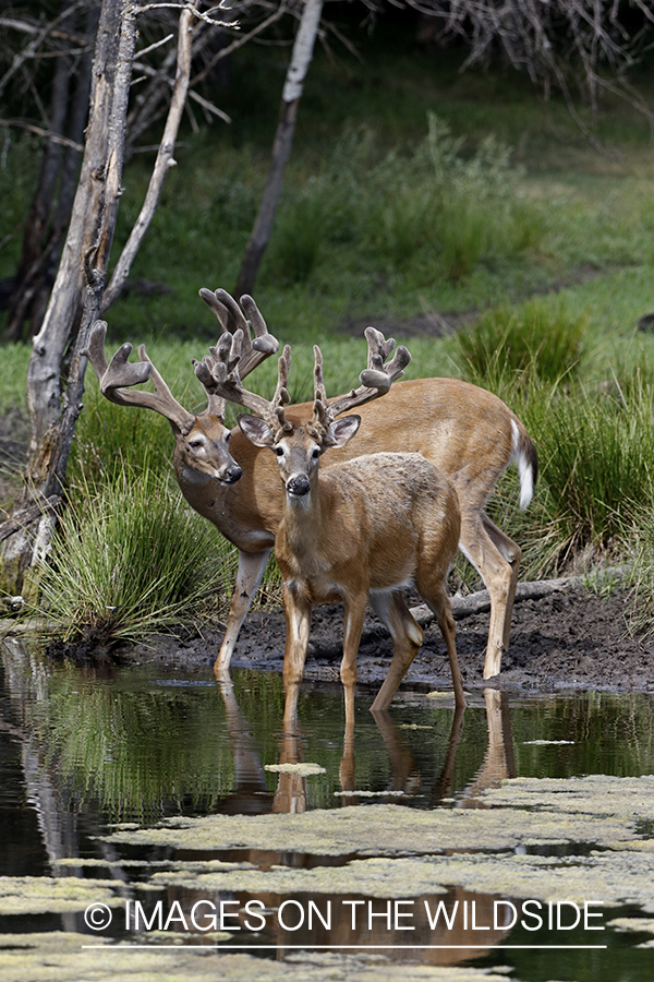 White-tailed Bucks in Velvet in creek.