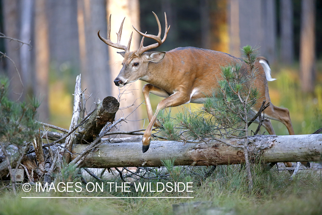 White-tailed buck jumping over log.