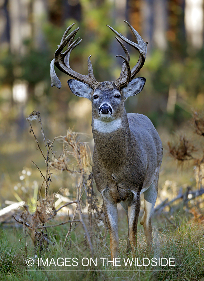 White-tailed buck in woods.