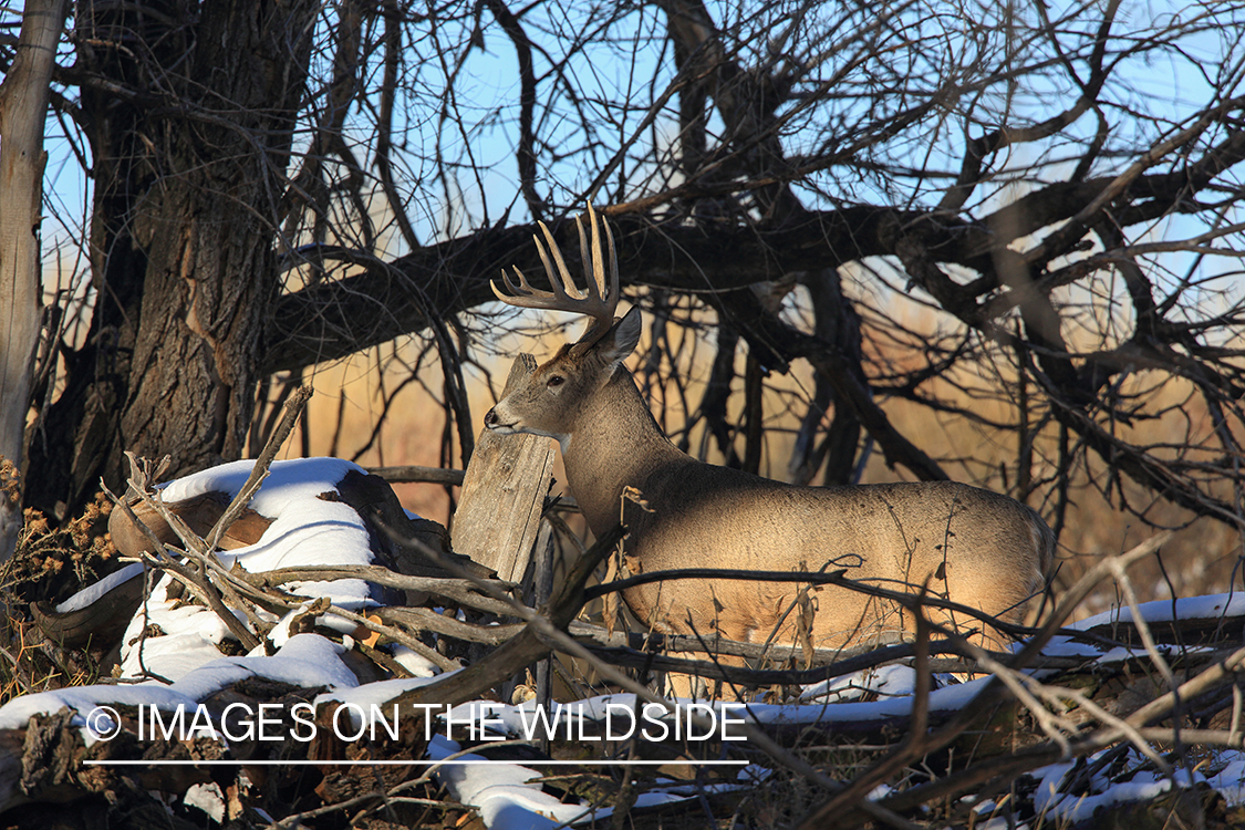 White-tailed buck in tree line.