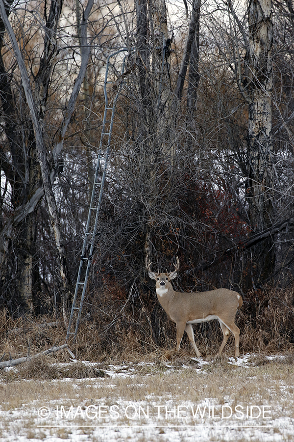 White-tailed buck under tree stand.