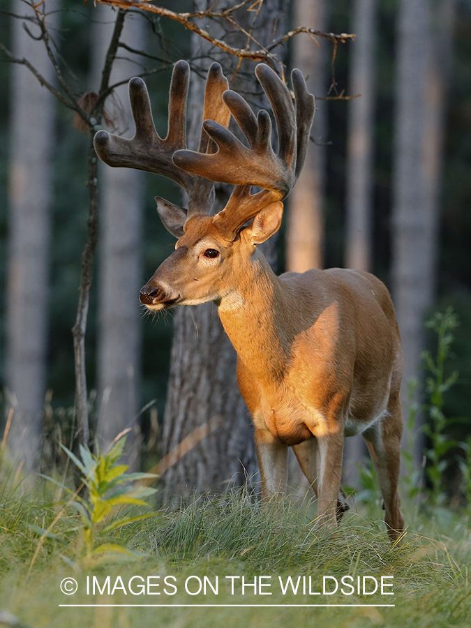 White-tailed buck in velvet.