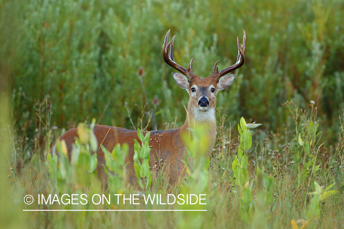 White-tailed deer buck in grass.