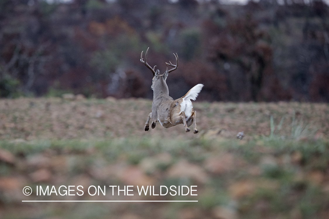 White-tailed buck jumping.