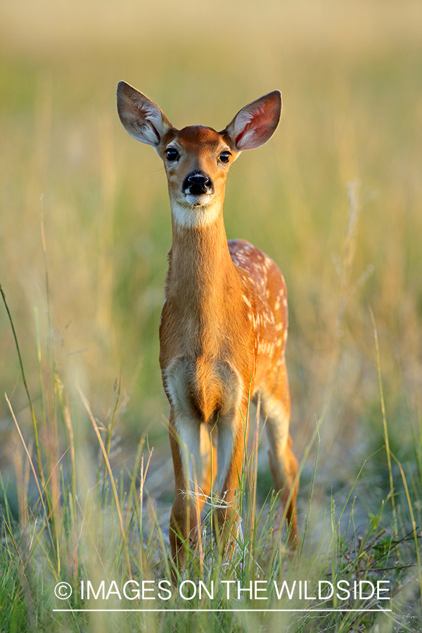 White-tailed fawn in field.