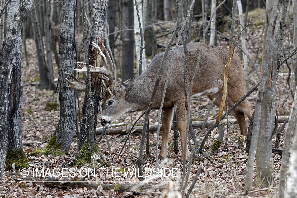 White-tailed buck making scrape.