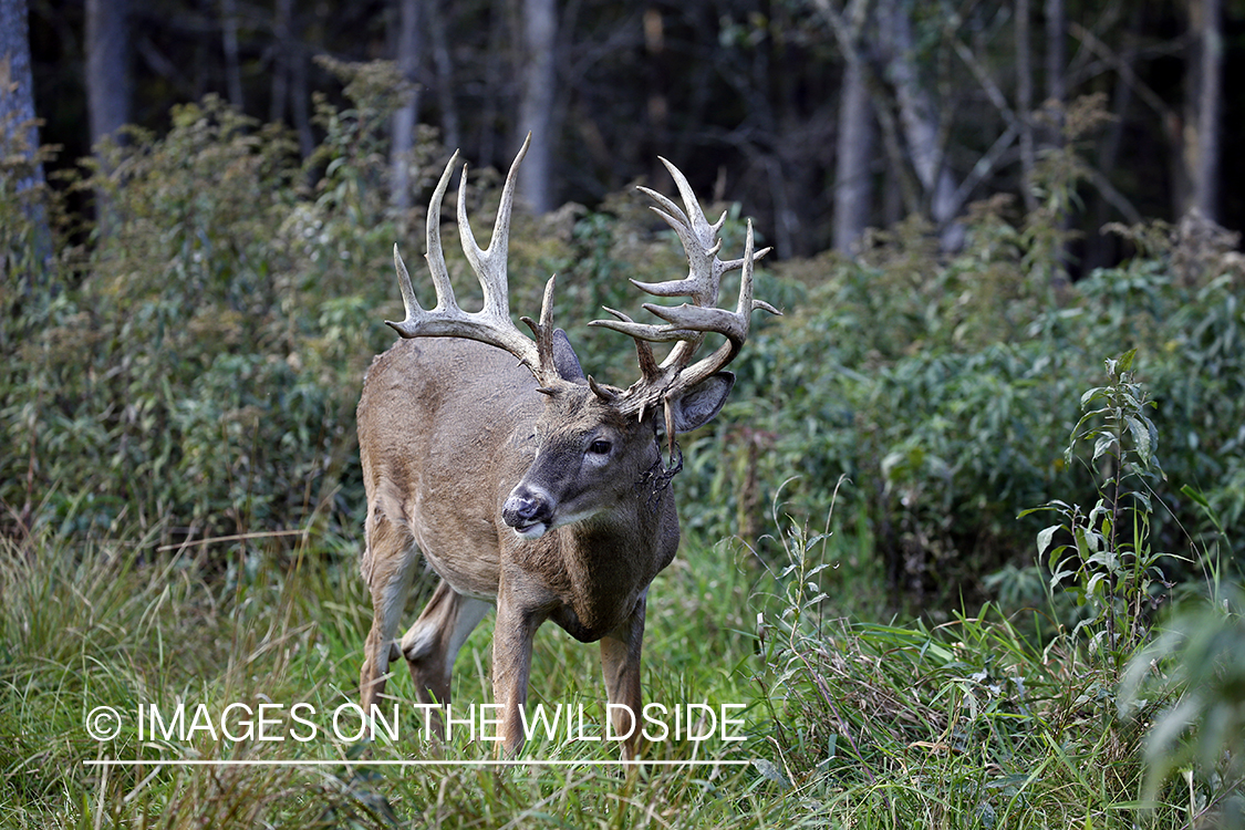 White-tailed buck in the rut.