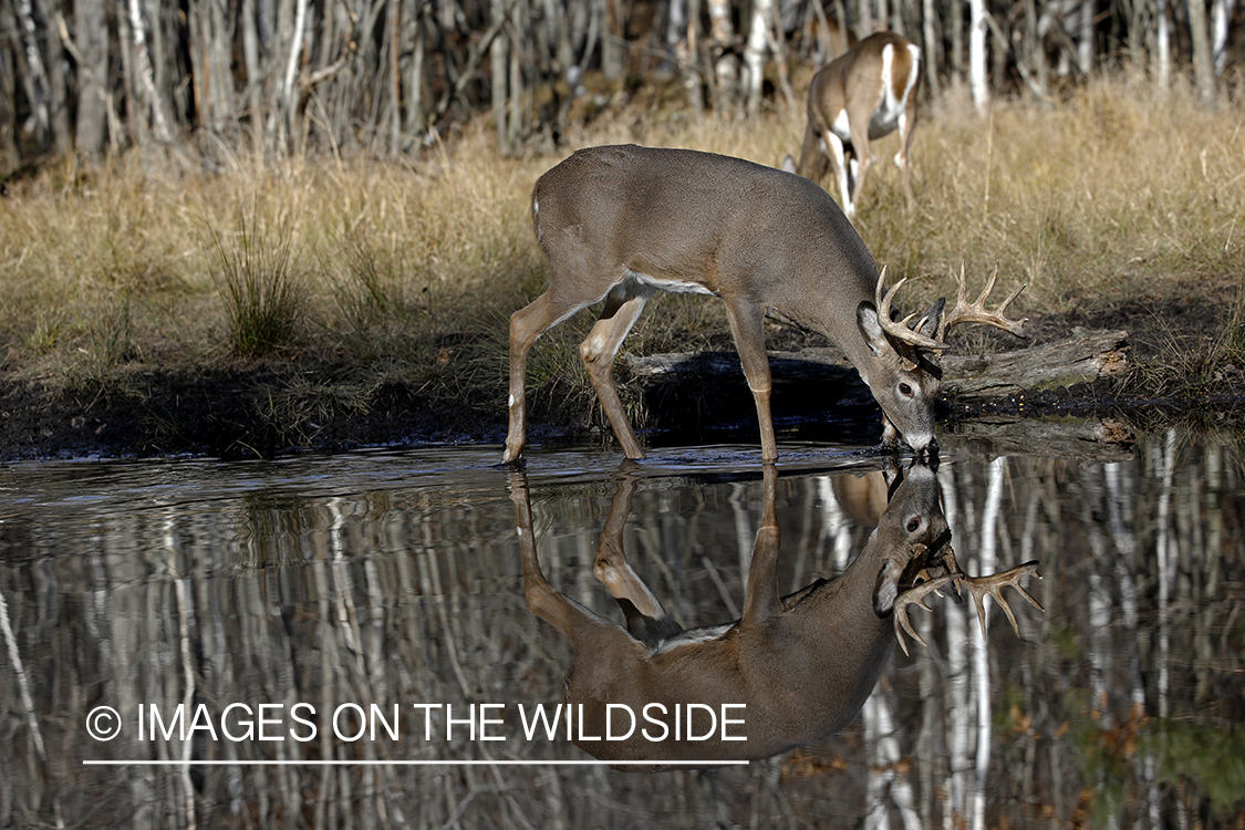 White-tailed buck in water.