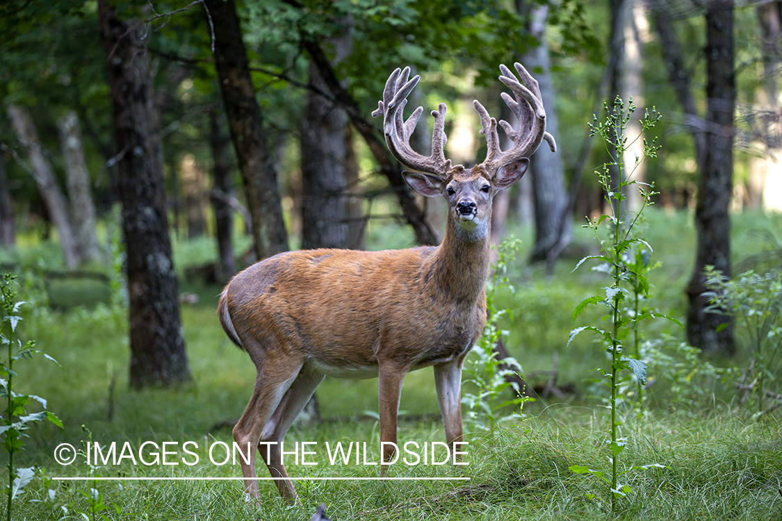 White-tailed buck in Velvet.