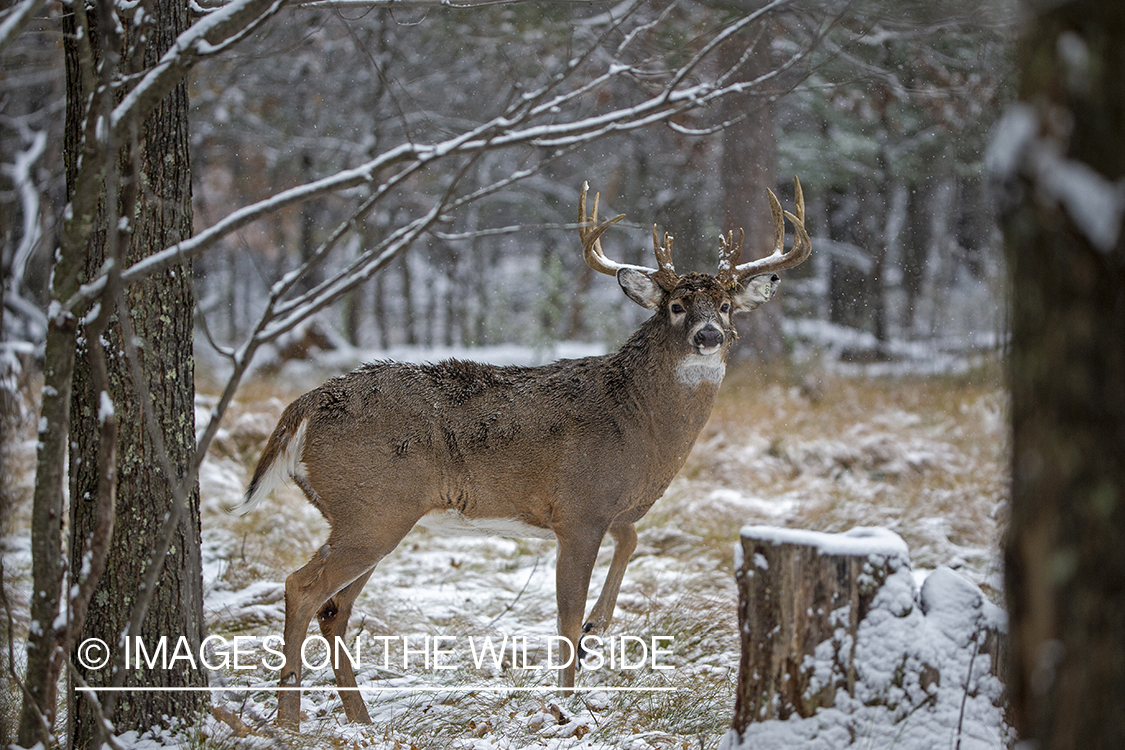 White-tailed buck in field.