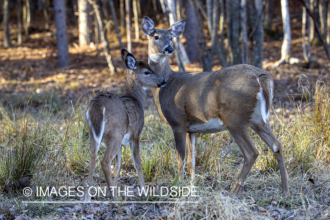 White-tailed doe with fawn.