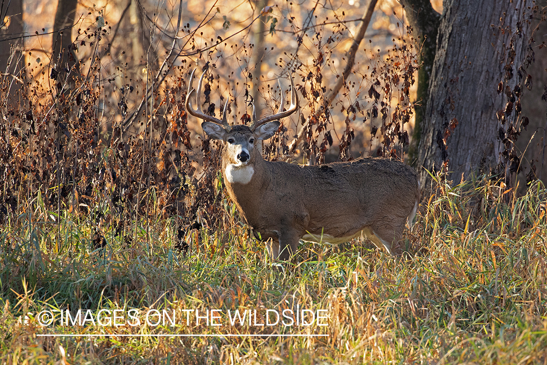 White-tailed buck in habitat.