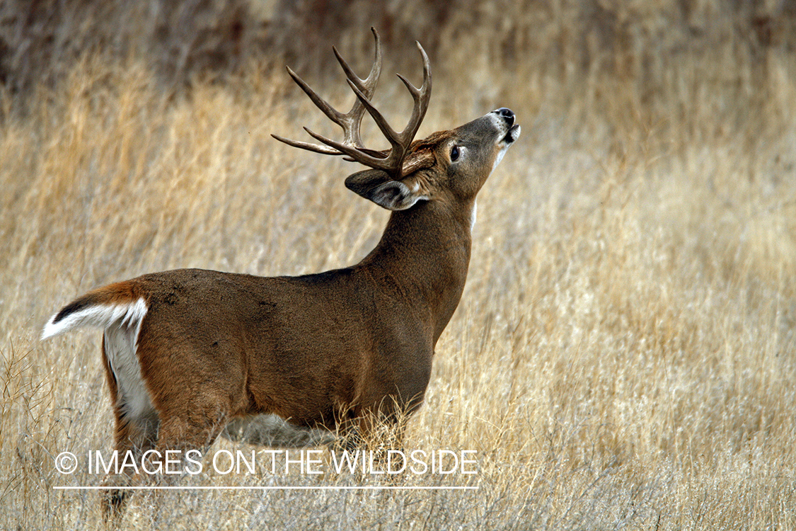 White-tailed deer in habitat