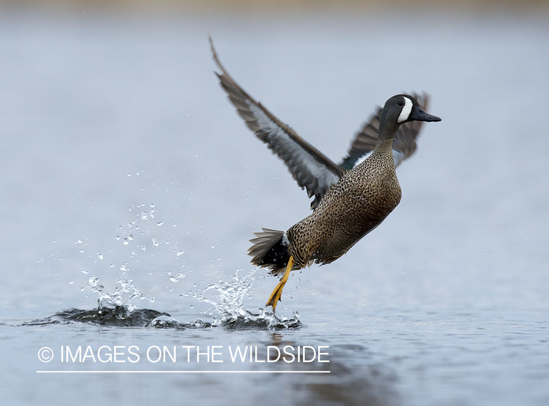 Blue-winged Teal taking flight.