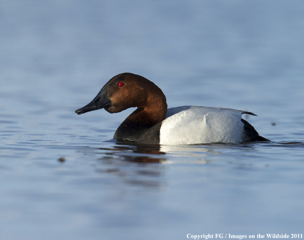 Canvasback on water. 