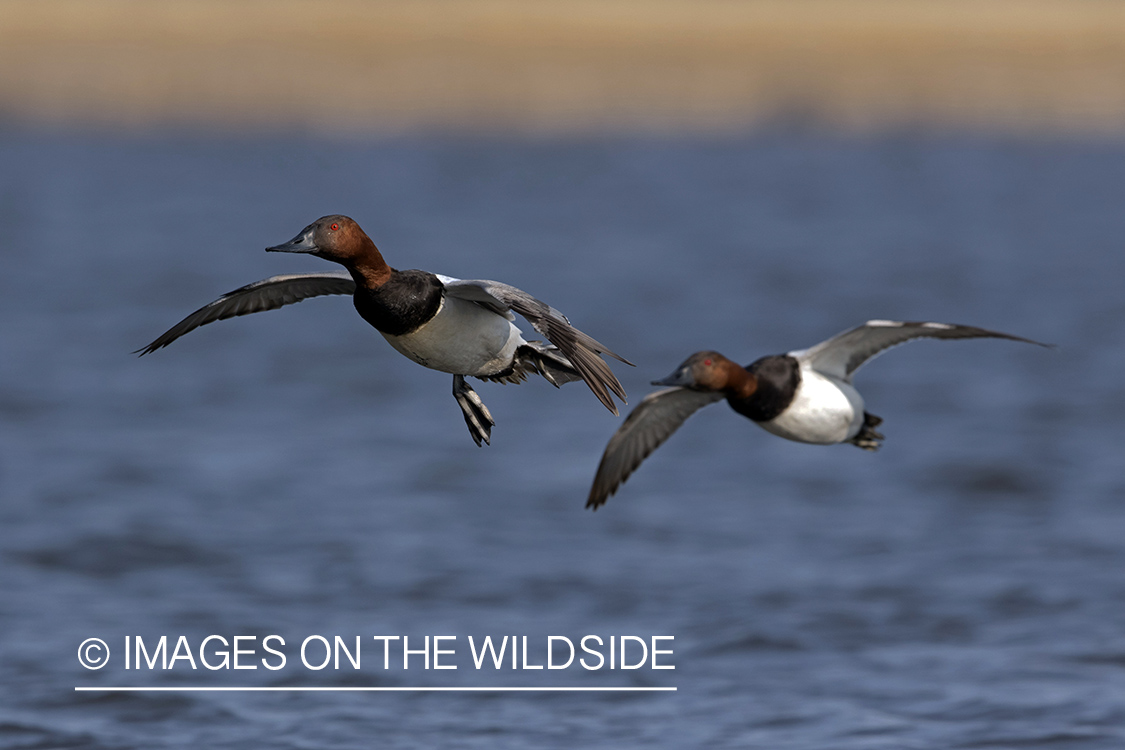 Canvasbacks in flight.