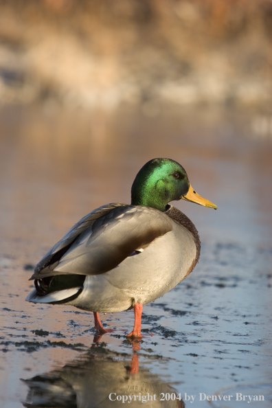 Mallard drake on ice.