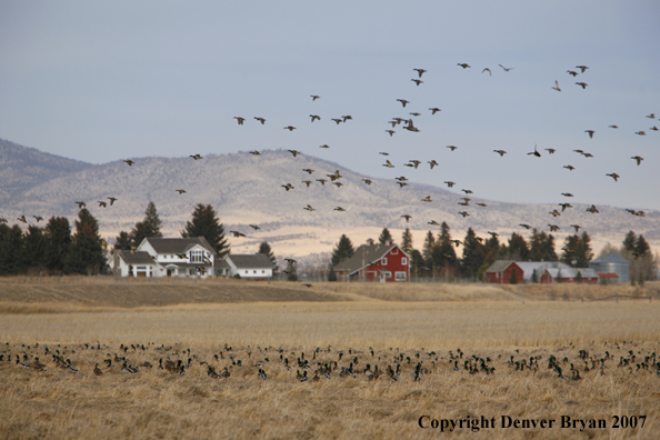 Mallard flock