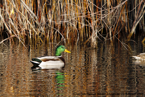 Mallard drake on the water