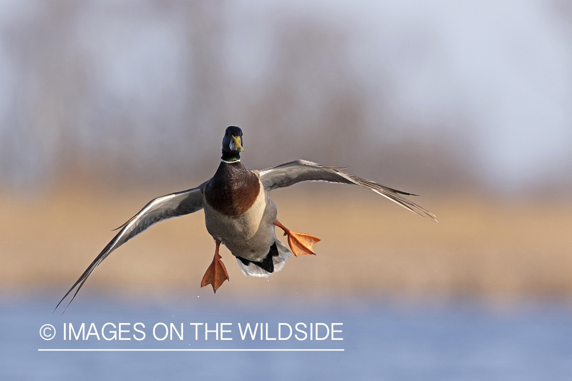 Mallard drake in flight.