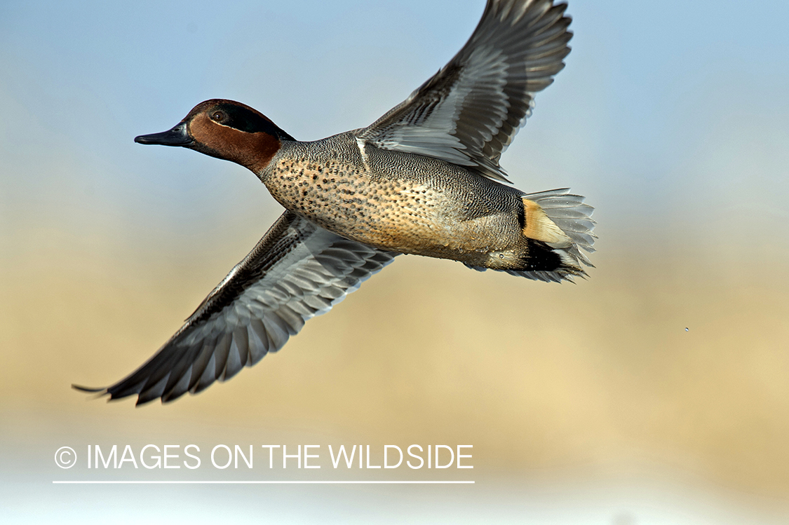 Green-winged Teal in flight.