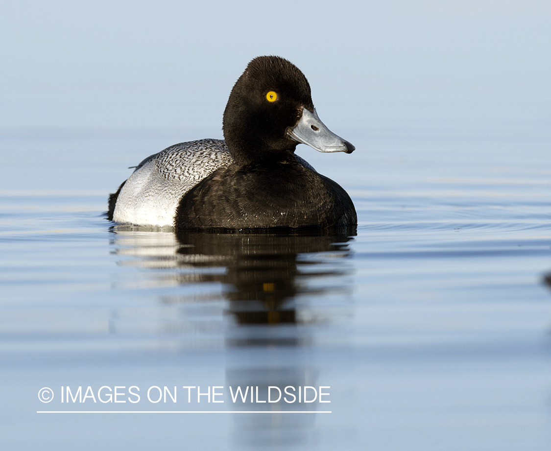 Lesser Scaup duck in habitat.