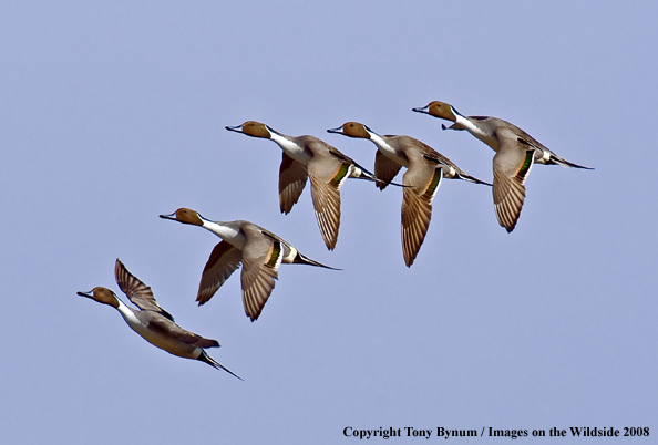 Pintails in habitat