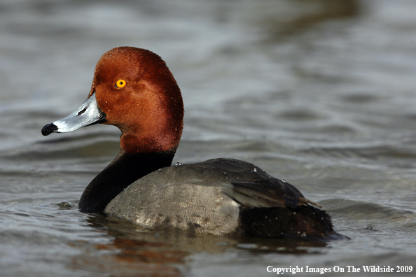 Redhead Drake