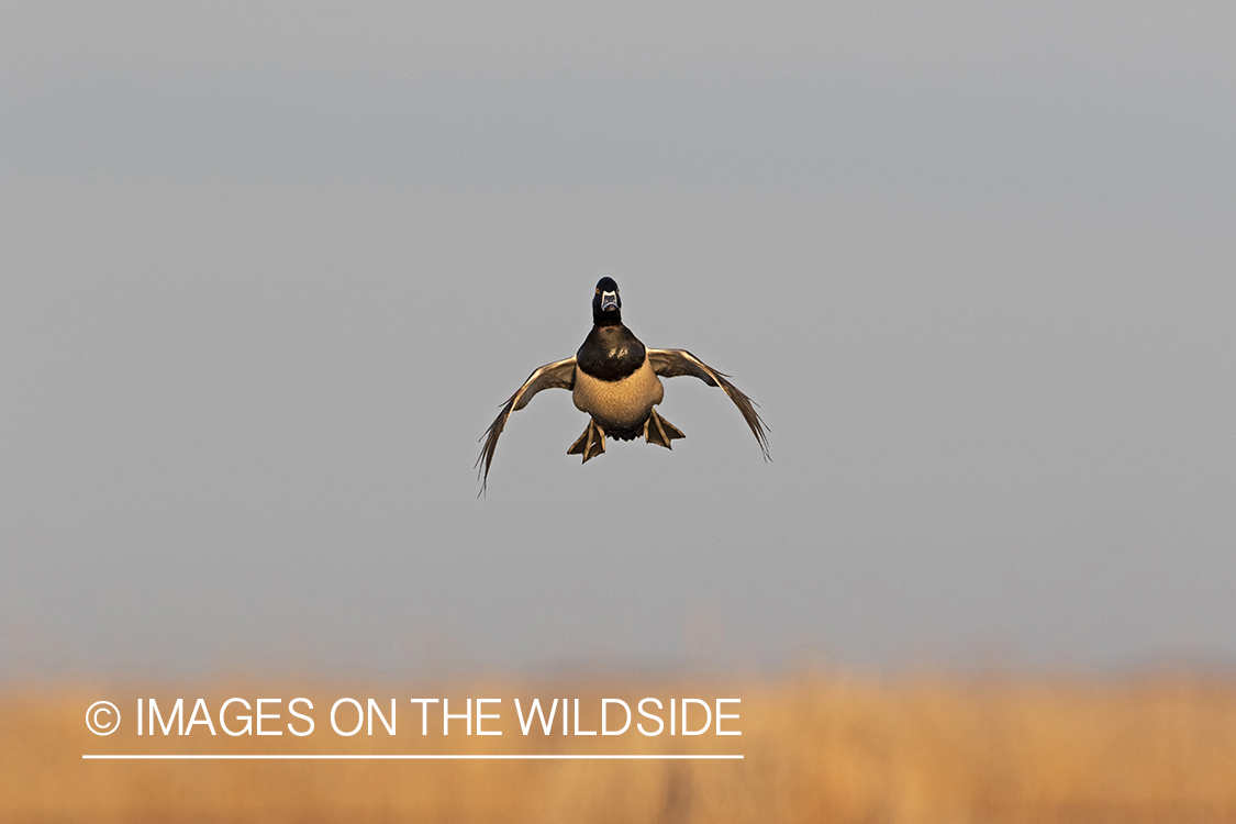 Ring-necked duck in flight.