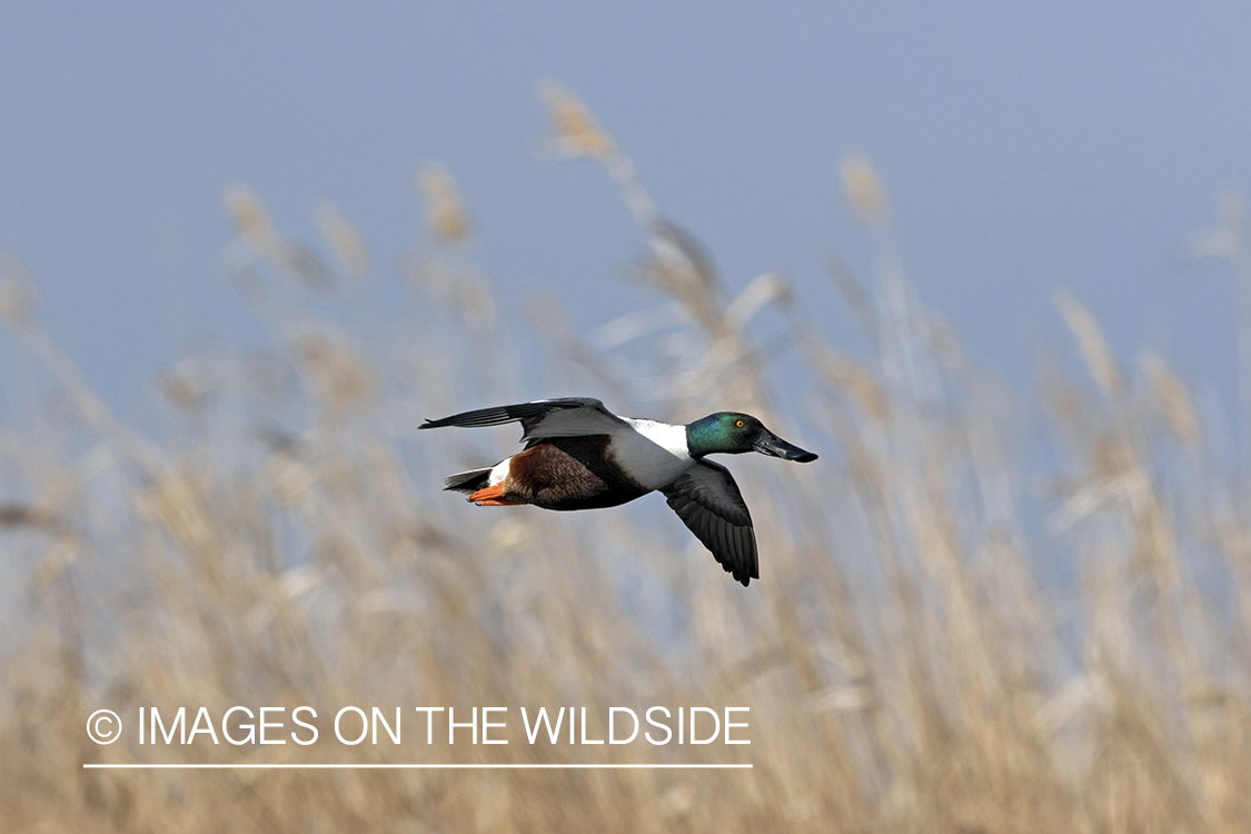 Shoveler duck in flight.