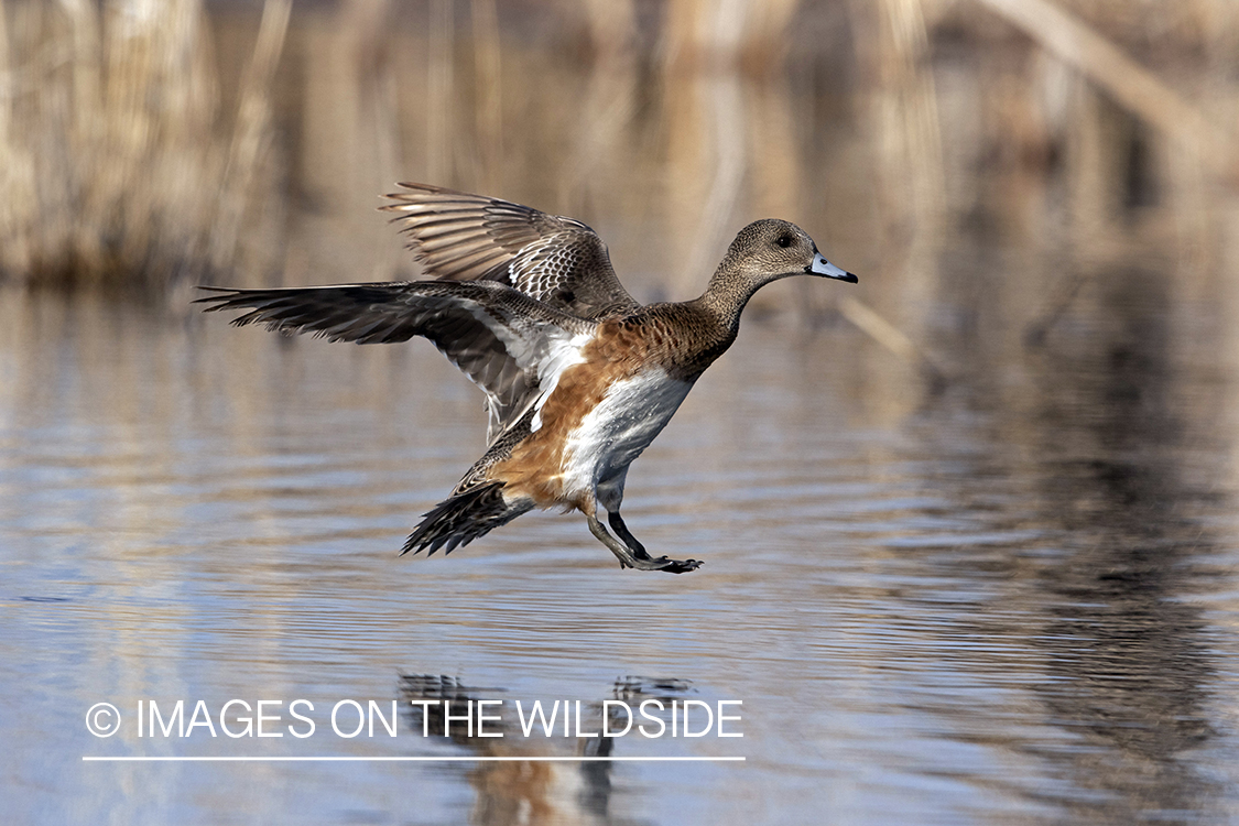 Wigeon hen in flight.