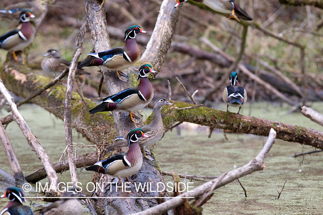 Wood Duck flock in habitat.