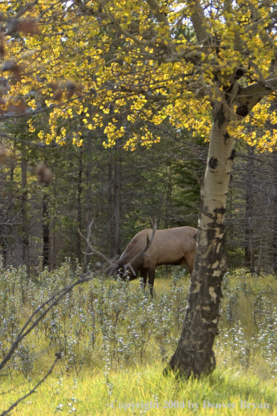 Rocky Mountain bull elk in habitat.