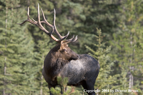 Rocky Mountain bull elk covered in mud.