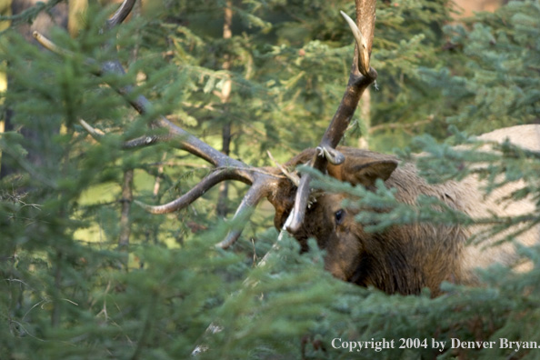 Rocky Mountain bull elk scraping tree.